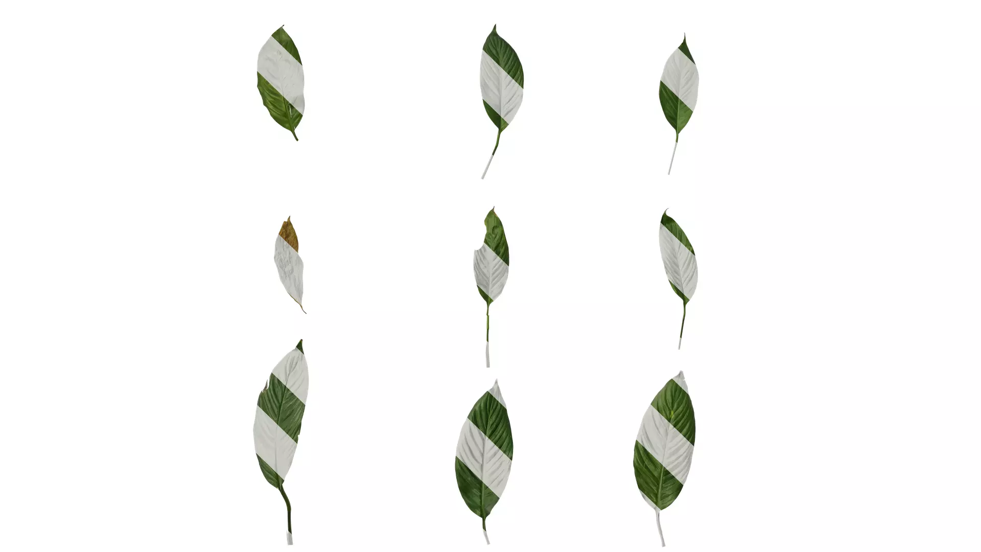 Anydrafts Spathiphyllum floribundum Leaf 02 Texture