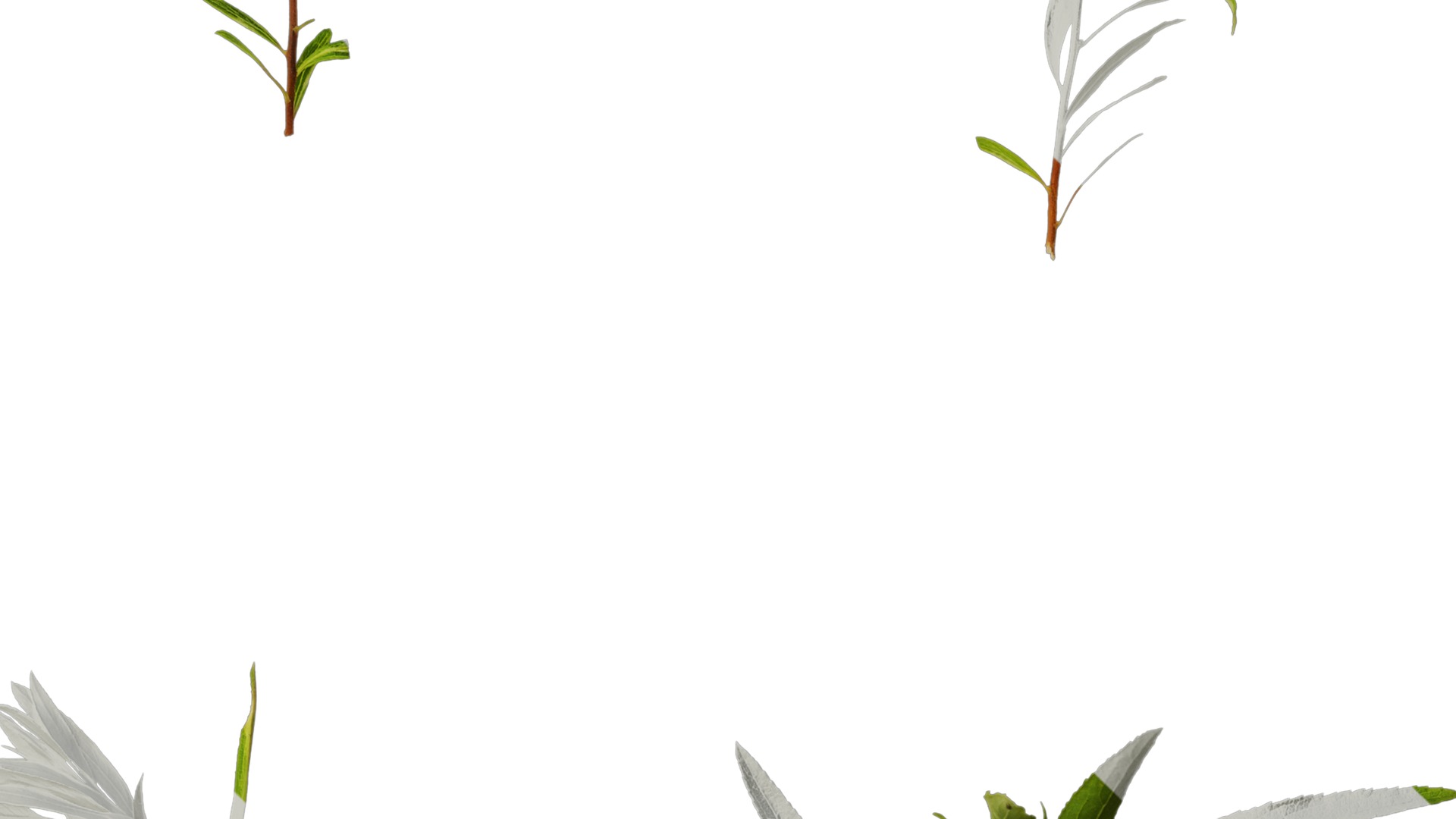 Anydrafts Salix matsudana 01 Atlas 03 Texture_4