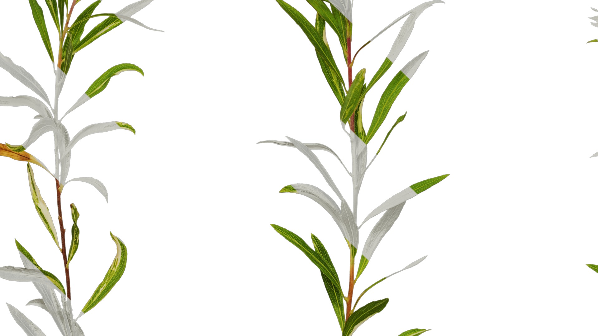 Anydrafts Salix matsudana 01 Atlas 03 Texture_5