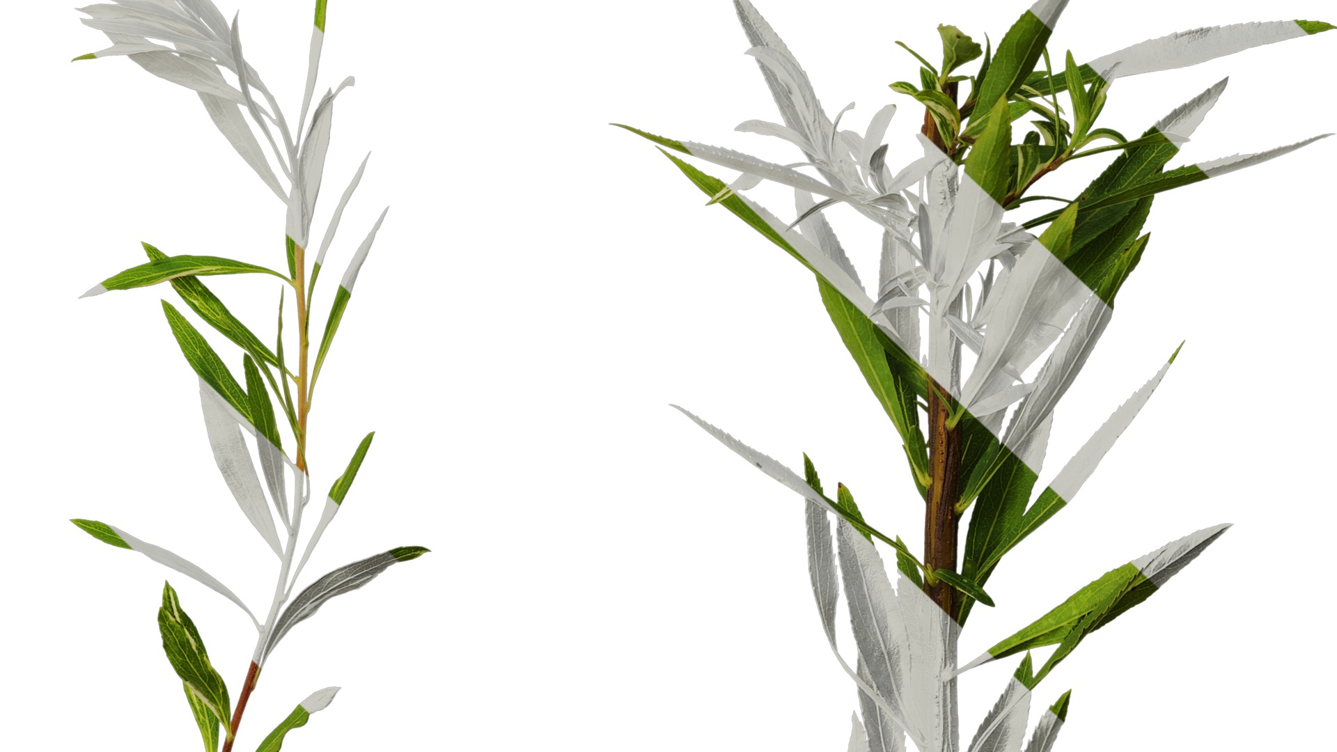 Anydrafts Salix matsudana 01 Atlas 03 Texture_6