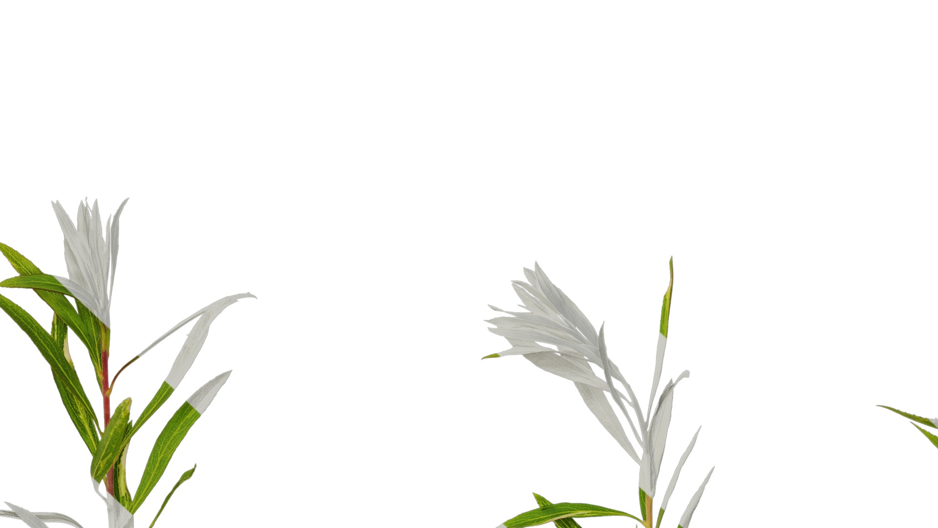 Anydrafts Salix matsudana 01 Atlas 03 Texture_7