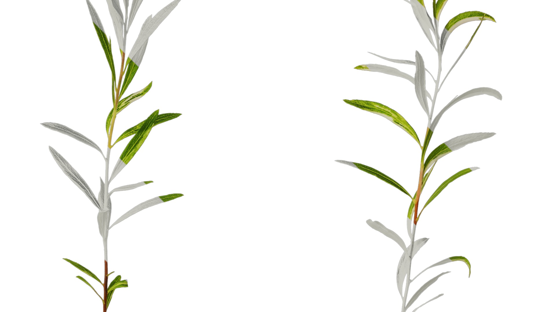 Anydrafts Salix matsudana 01 Atlas 03 Texture_2