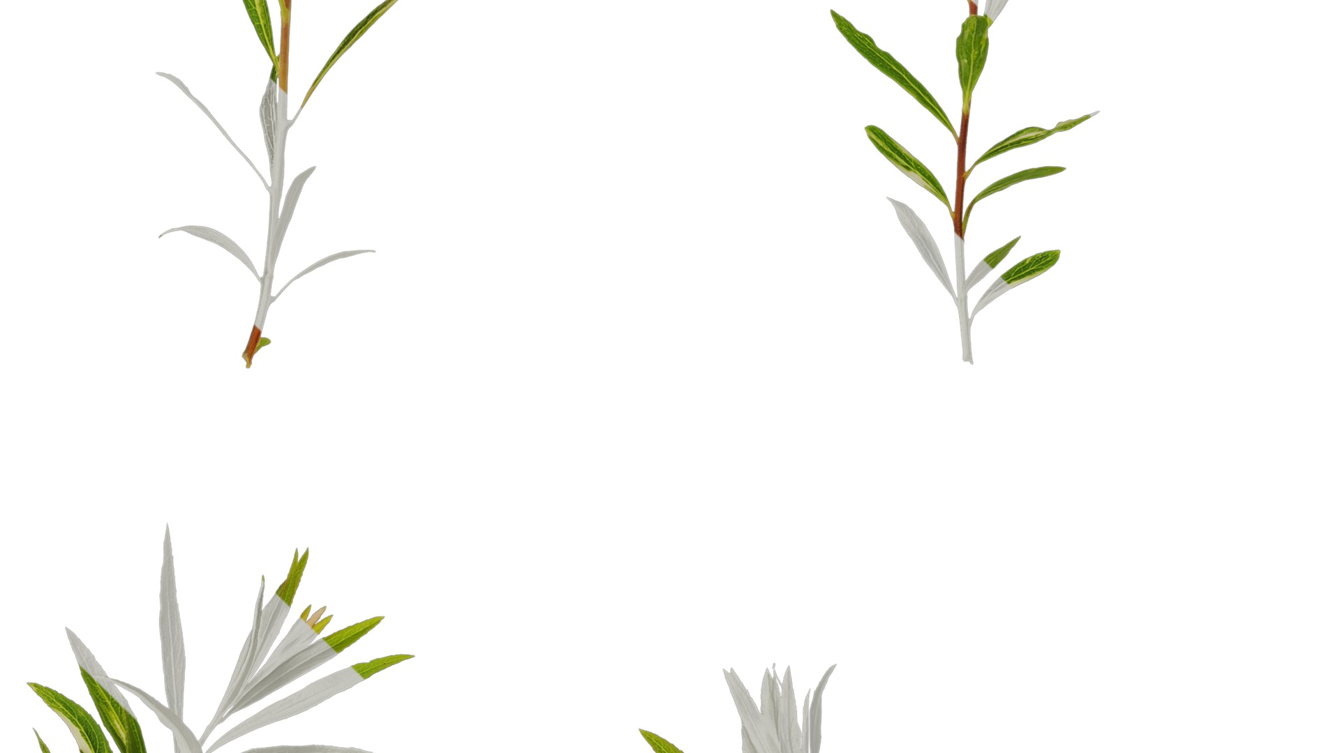 Anydrafts Salix matsudana 01 Atlas 03 Texture_3