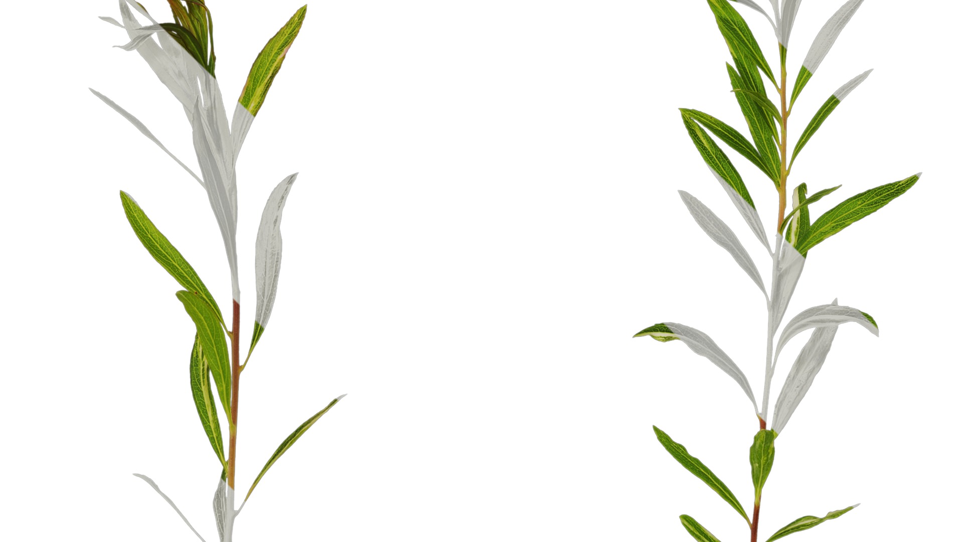 Anydrafts Salix matsudana 01 Atlas 03 Texture_1