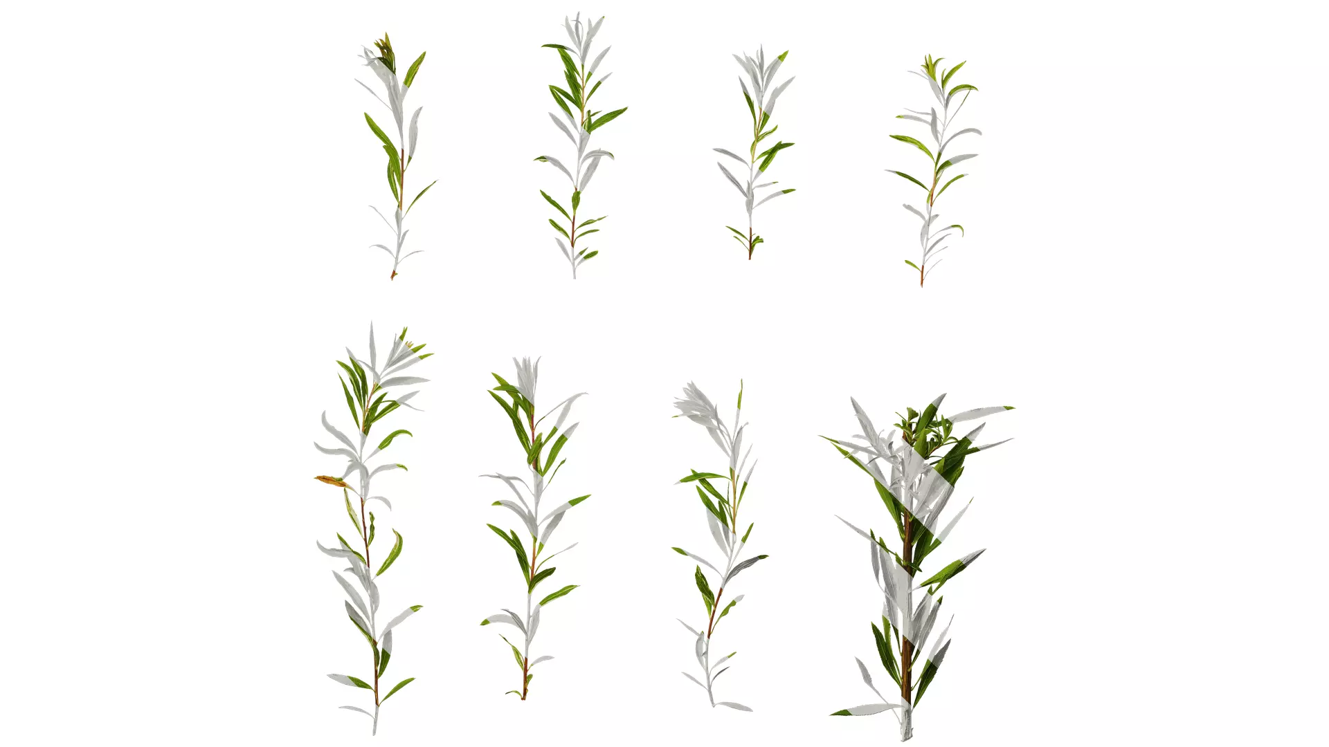 Anydrafts Salix matsudana 01 Atlas 03 Texture_0