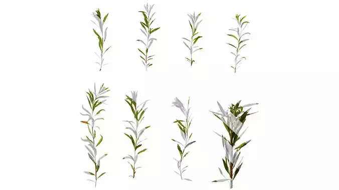 Anydrafts Salix matsudana 01 Atlas 03