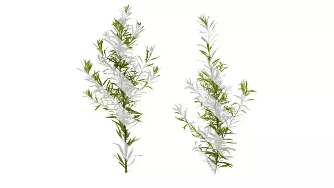 Anydrafts Salix matsudana 01 Atlas 04