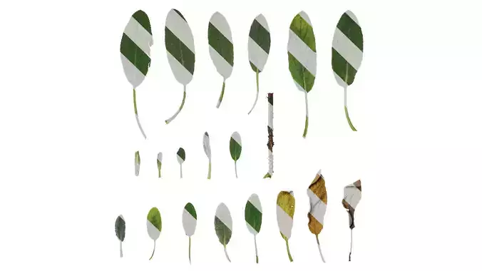 Anydrafts Stachys byzantina Leaf 01 F