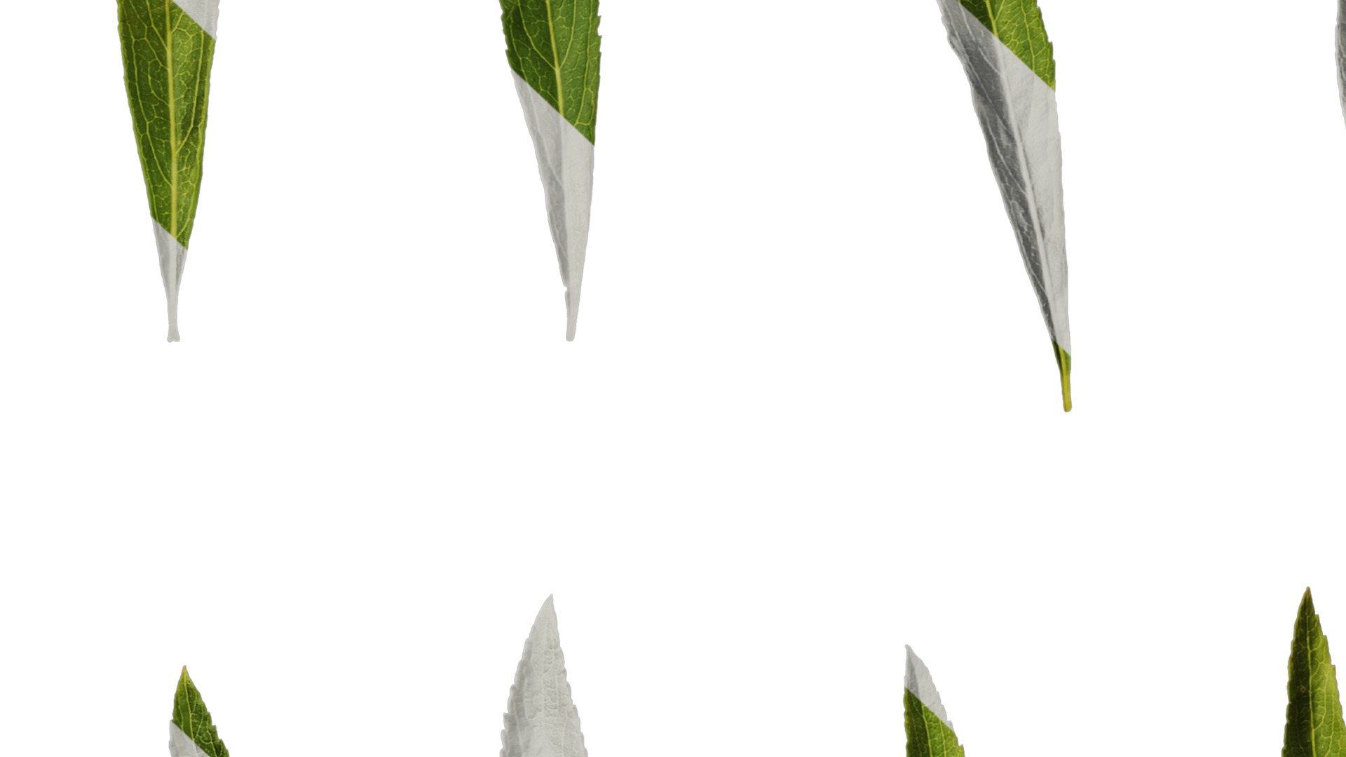 Anydrafts Salix matsudana 01 Leaf 04 Texture_7