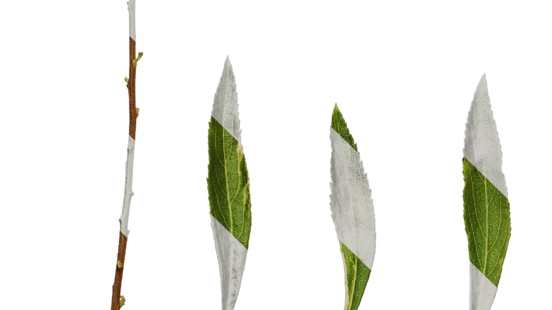 Anydrafts Salix matsudana 01 Leaf 04 Texture_5