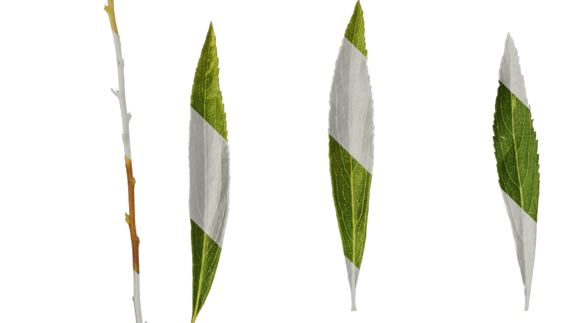 Anydrafts Salix matsudana 01 Leaf 04 Texture_3