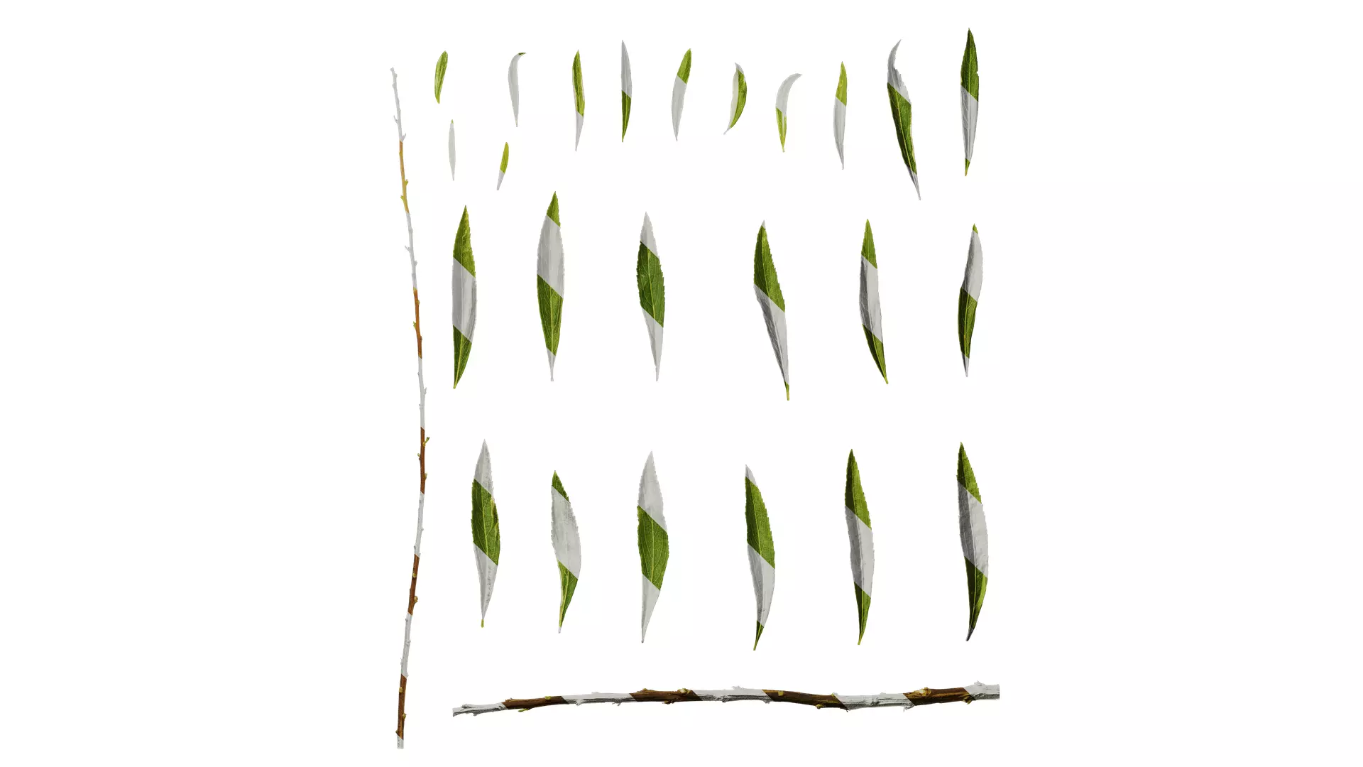 Anydrafts Salix matsudana 01 Leaf 04 Texture_0