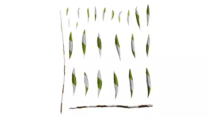 Anydrafts Salix matsudana 01 Leaf 04