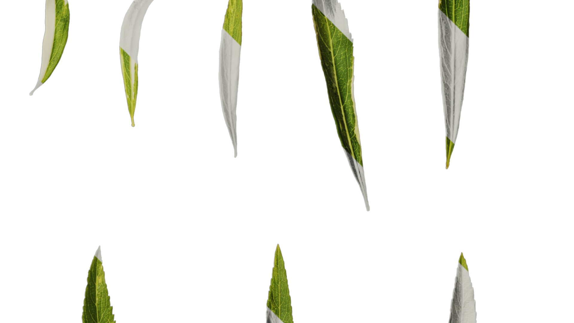 Anydrafts Salix matsudana 01 Leaf 04 Texture_2