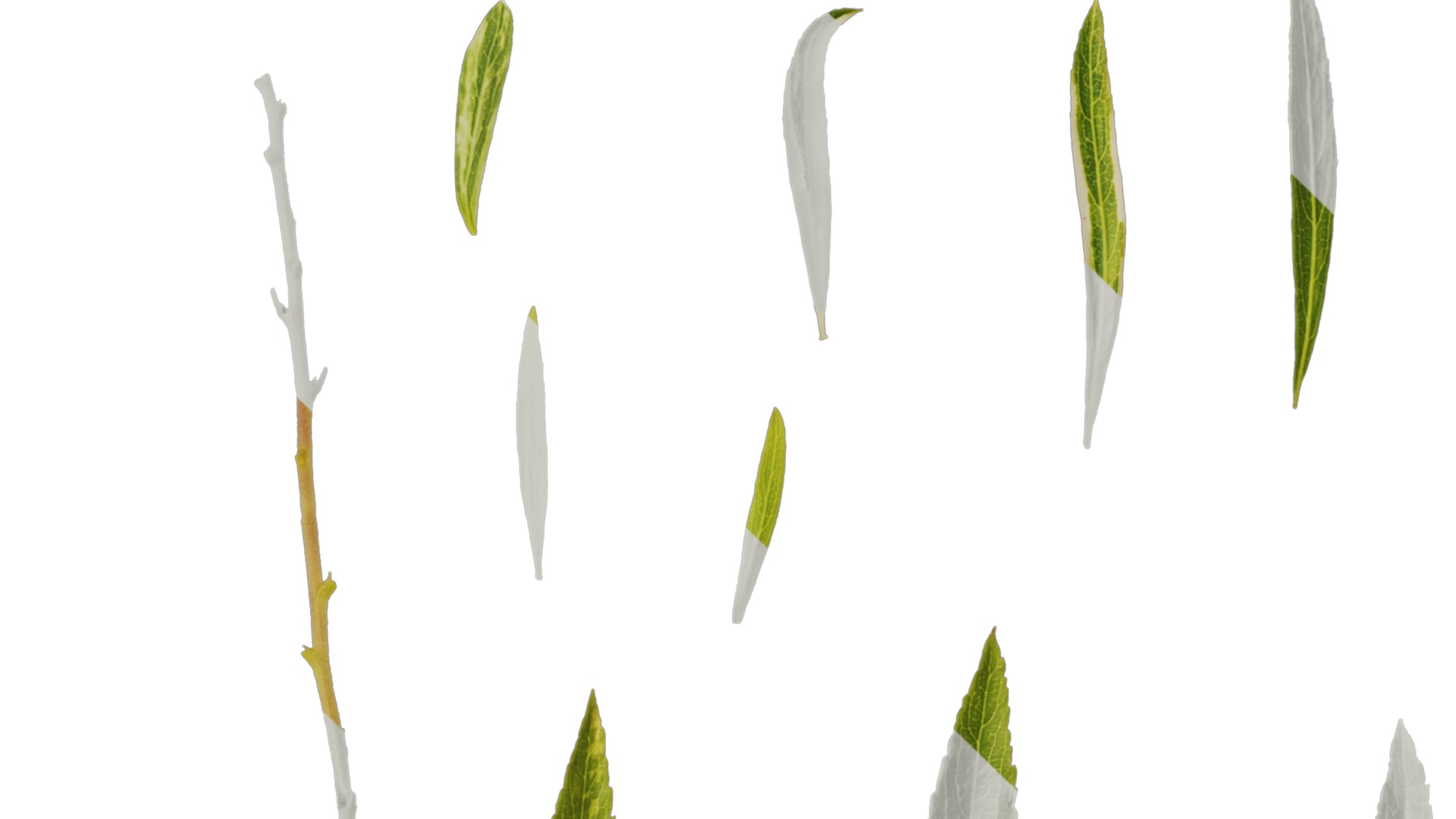 Anydrafts Salix matsudana 01 Leaf 04 Texture_1