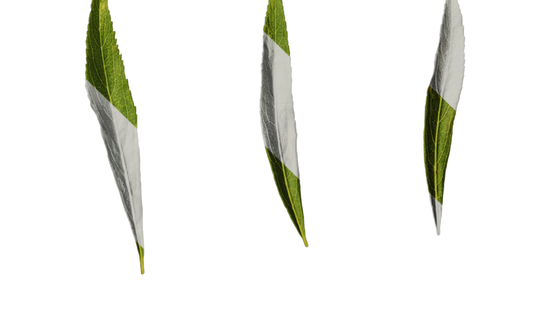 Anydrafts Salix matsudana 01 Leaf 04 Texture_4