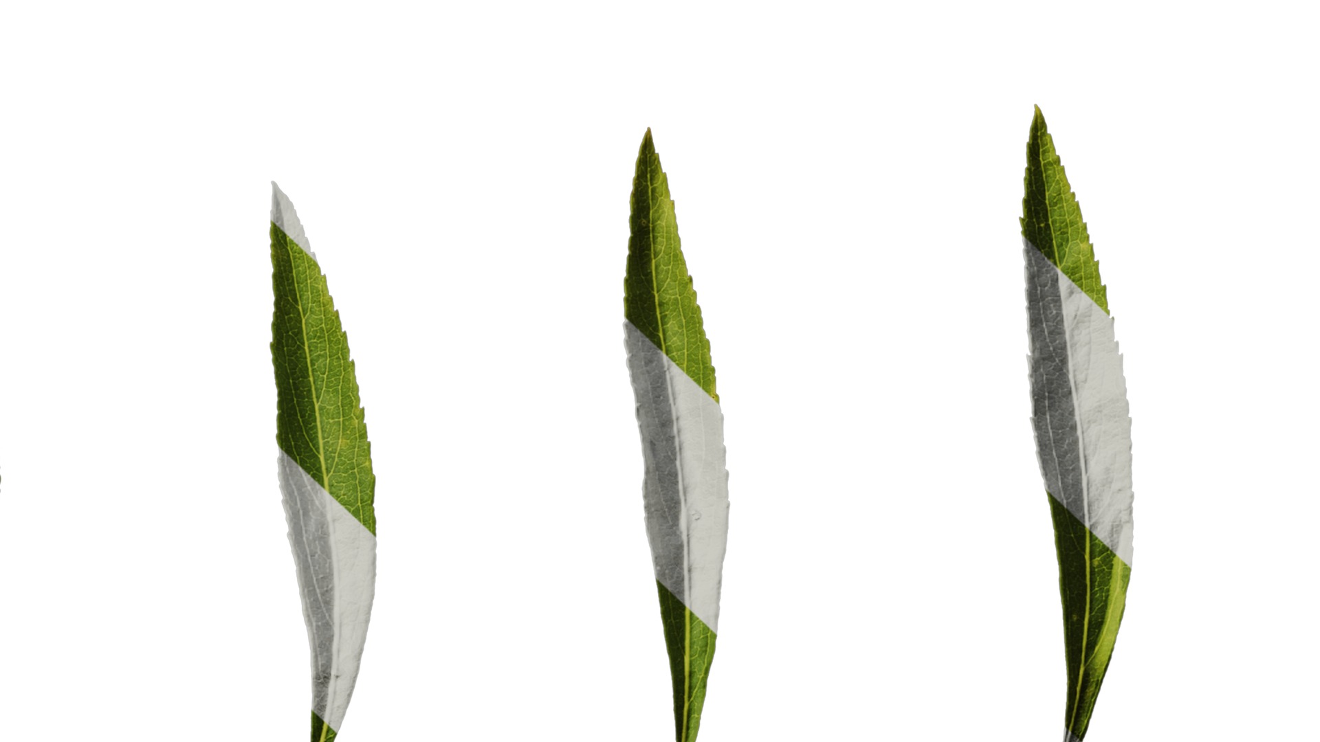 Anydrafts Salix matsudana 01 Leaf 04 Texture_6