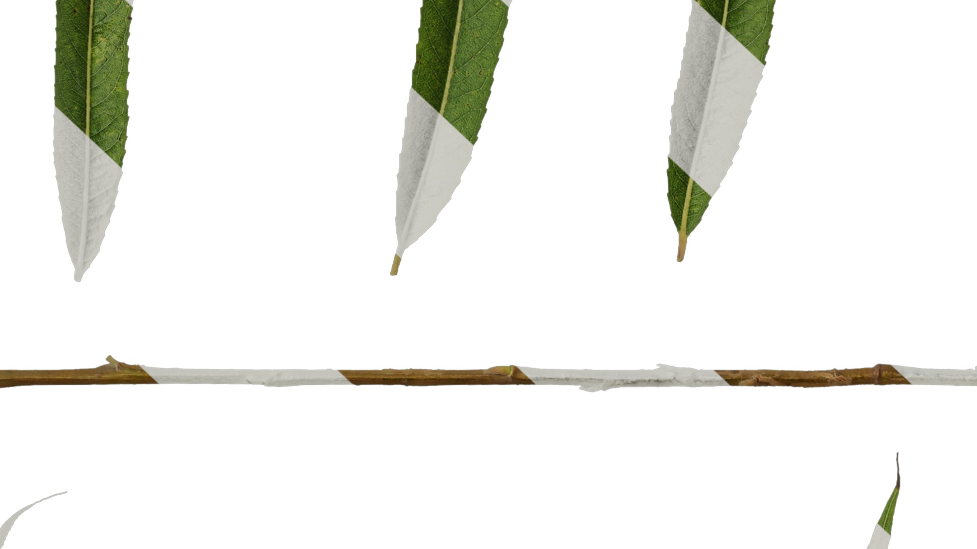 Anydrafts Salix matsudana 02 Leaf 01 F Texture_7