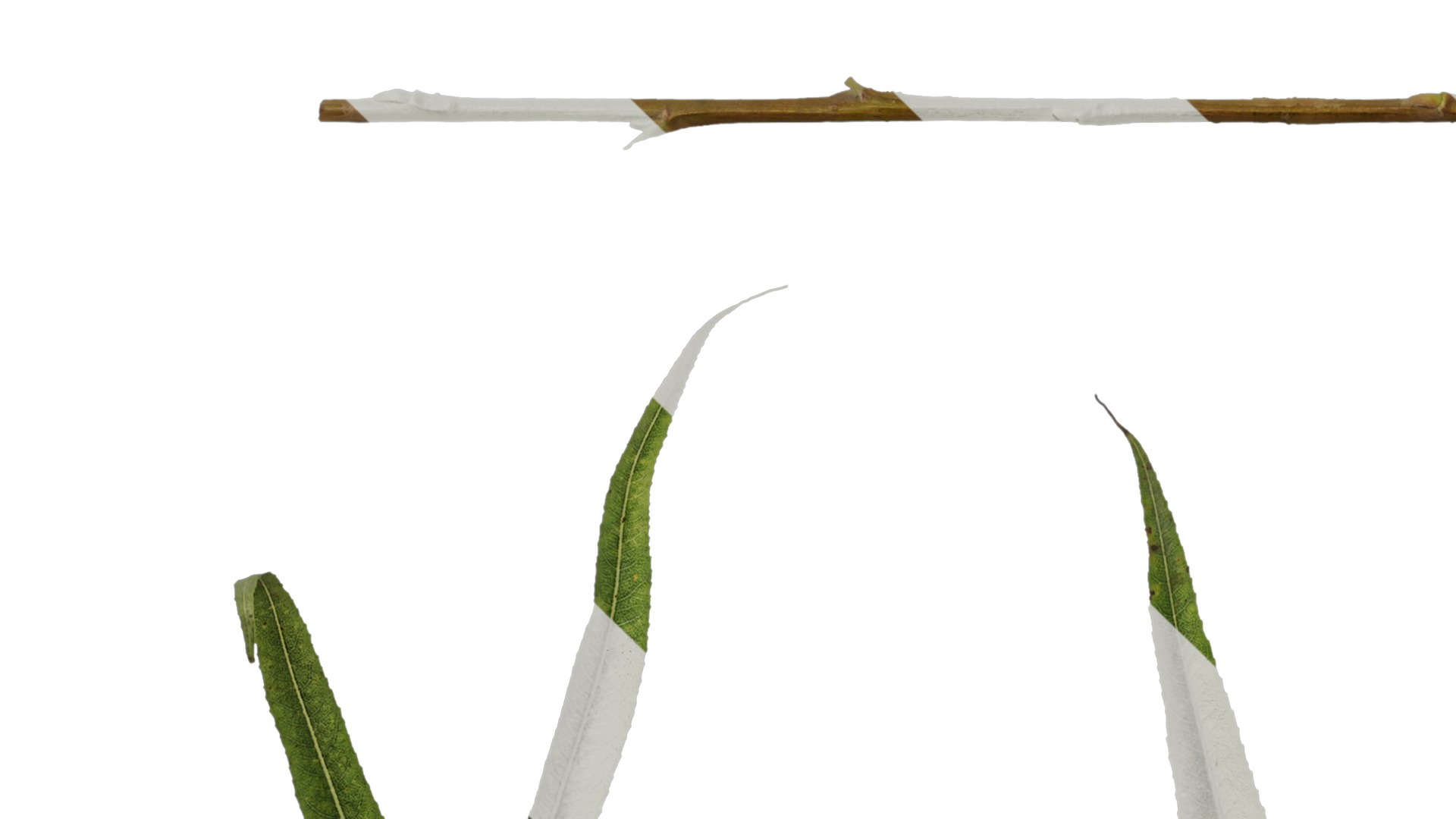 Anydrafts Salix matsudana 02 Leaf 01 F Texture_5