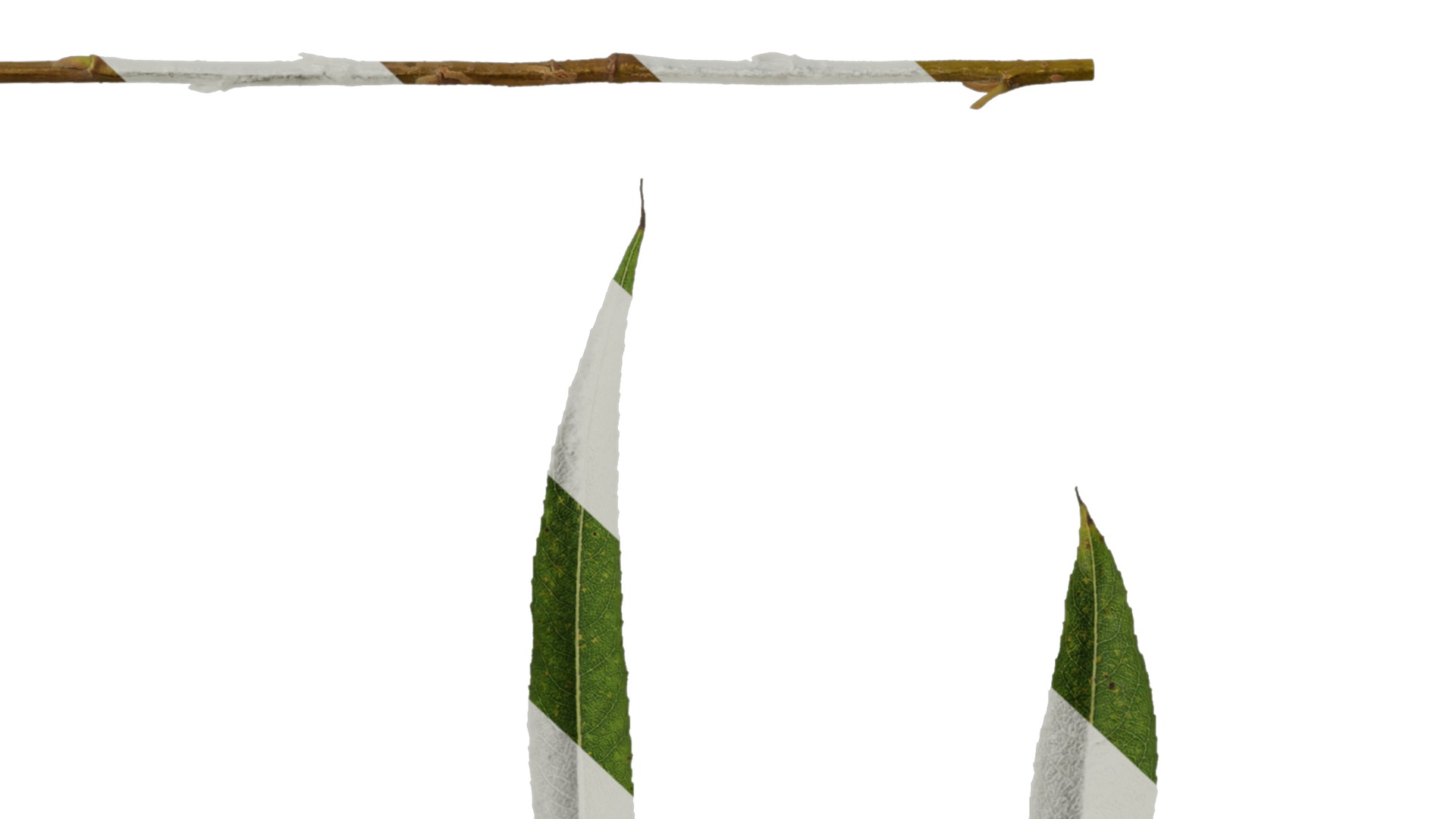 Anydrafts Salix matsudana 02 Leaf 01 F Texture_6