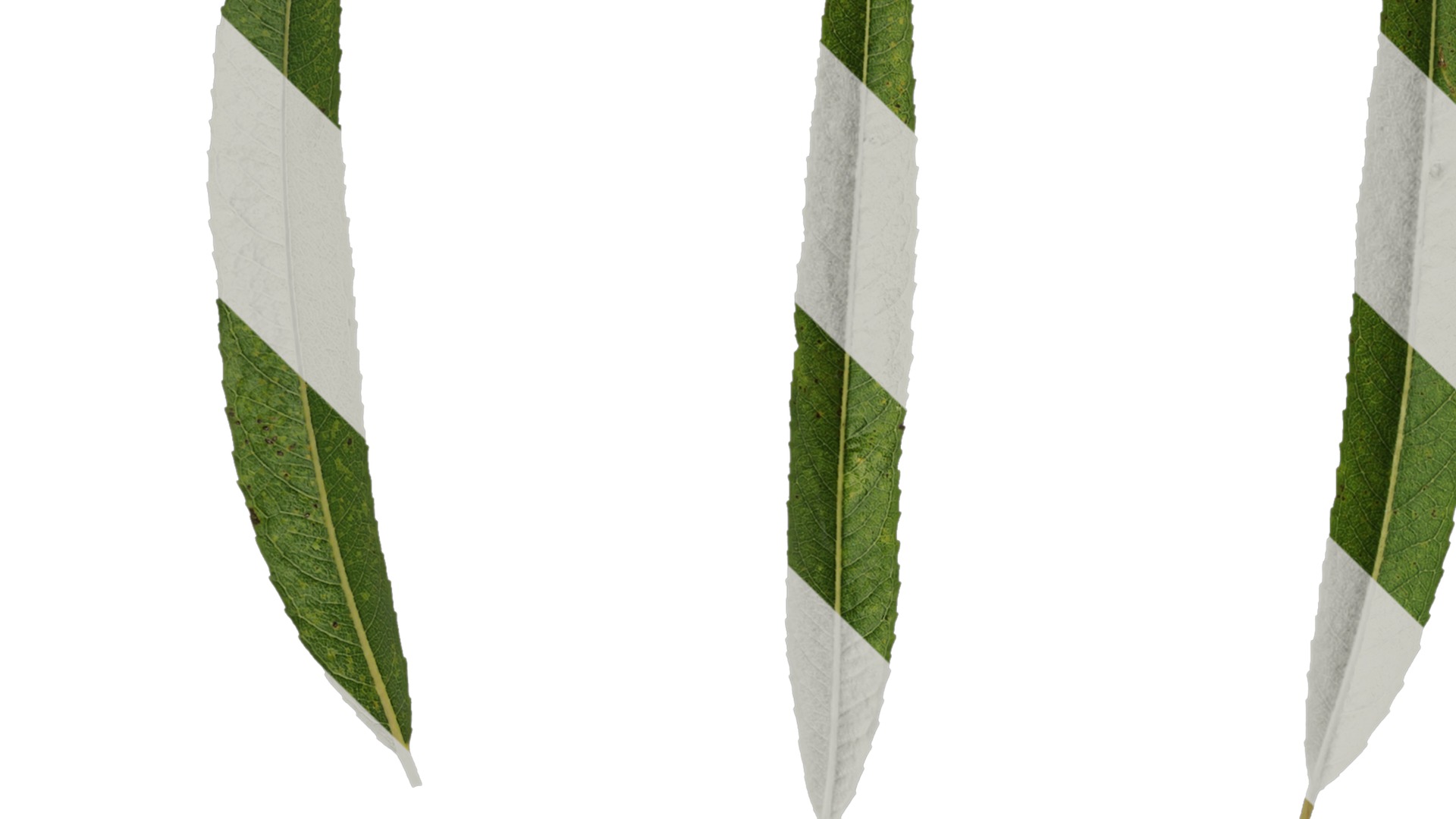 Anydrafts Salix matsudana 02 Leaf 01 F Texture_3