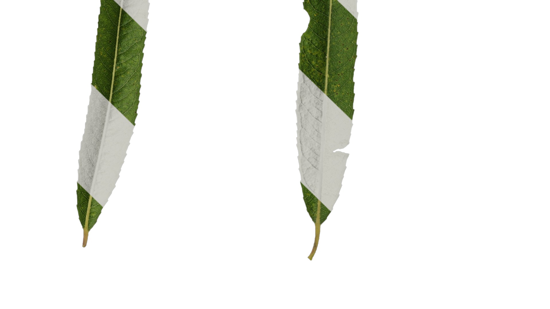 Anydrafts Salix matsudana 02 Leaf 01 F Texture_4