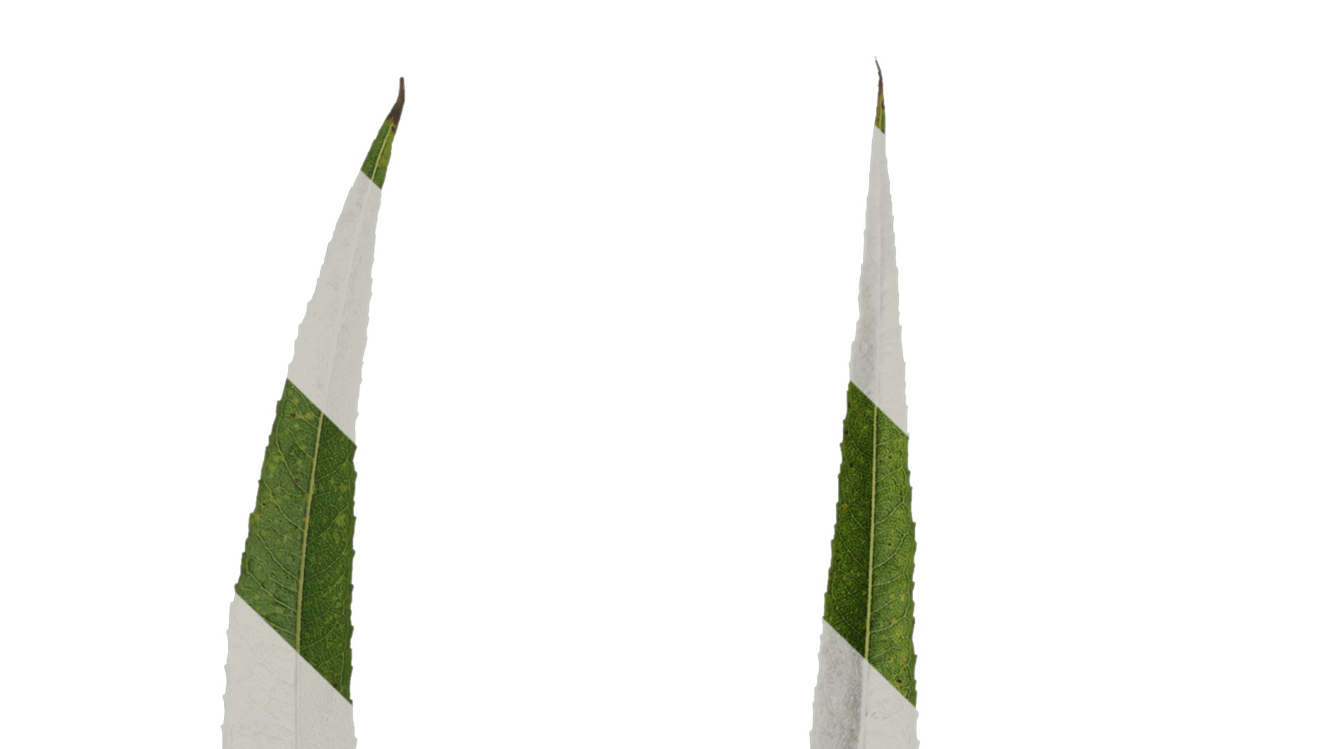 Anydrafts Salix matsudana 02 Leaf 01 F Texture_1