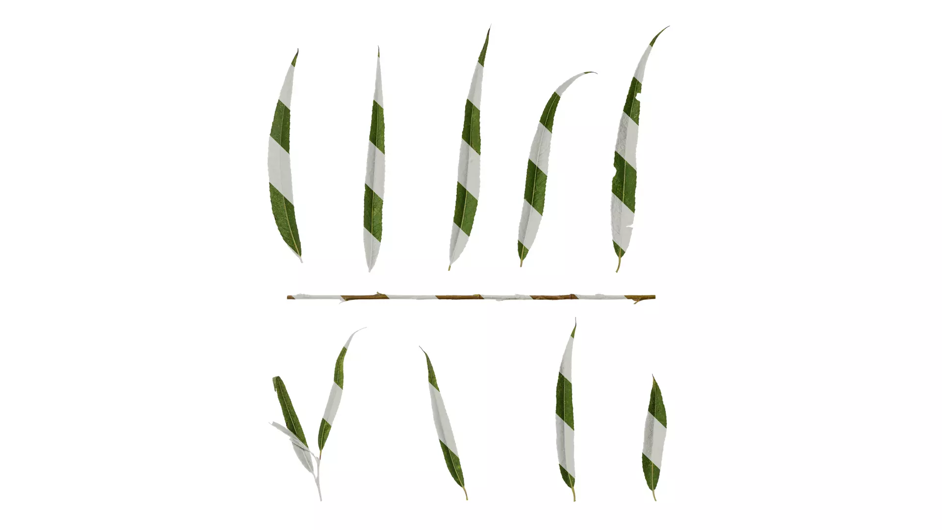 Anydrafts Salix matsudana 02 Leaf 01 F Texture_0