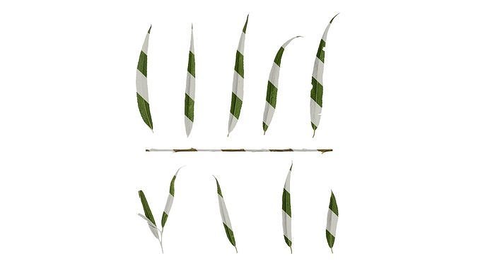 Anydrafts Salix matsudana 02 Leaf 01 F Texture