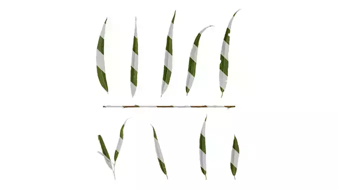 Anydrafts Salix matsudana 02 Leaf 01 F