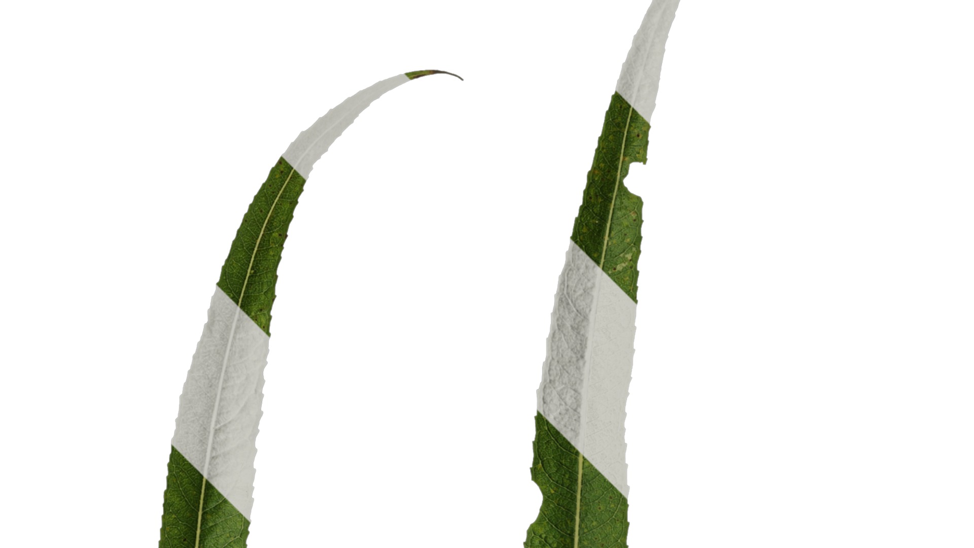 Anydrafts Salix matsudana 02 Leaf 01 F Texture_2