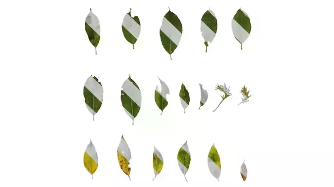 Anydrafts Salix wallichiana Atlas 01