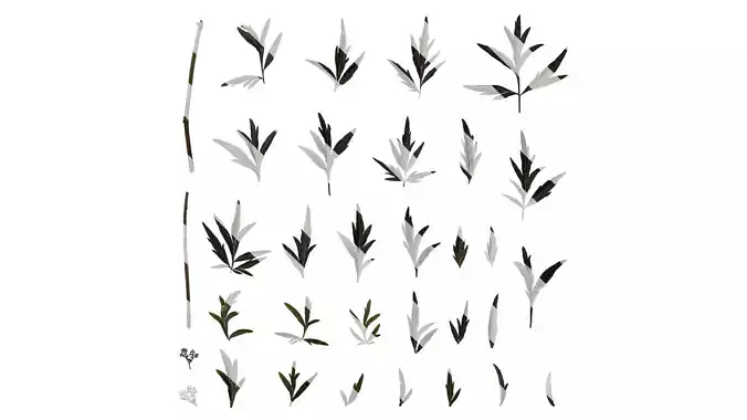 Anydrafts Sambucus nigra black lace Atlas 01 Texture