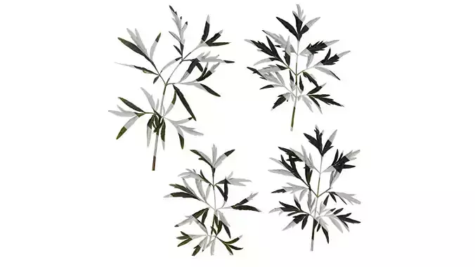 Anydrafts Sambucus nigra black lace Atlas 02 Texture