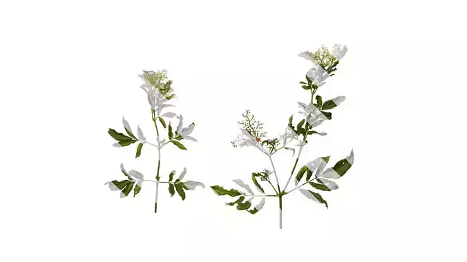 Anydrafts Sambucus williamsii Atlas 03