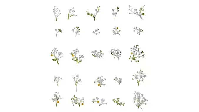 Anydrafts Sambucus williamsii Flower 04