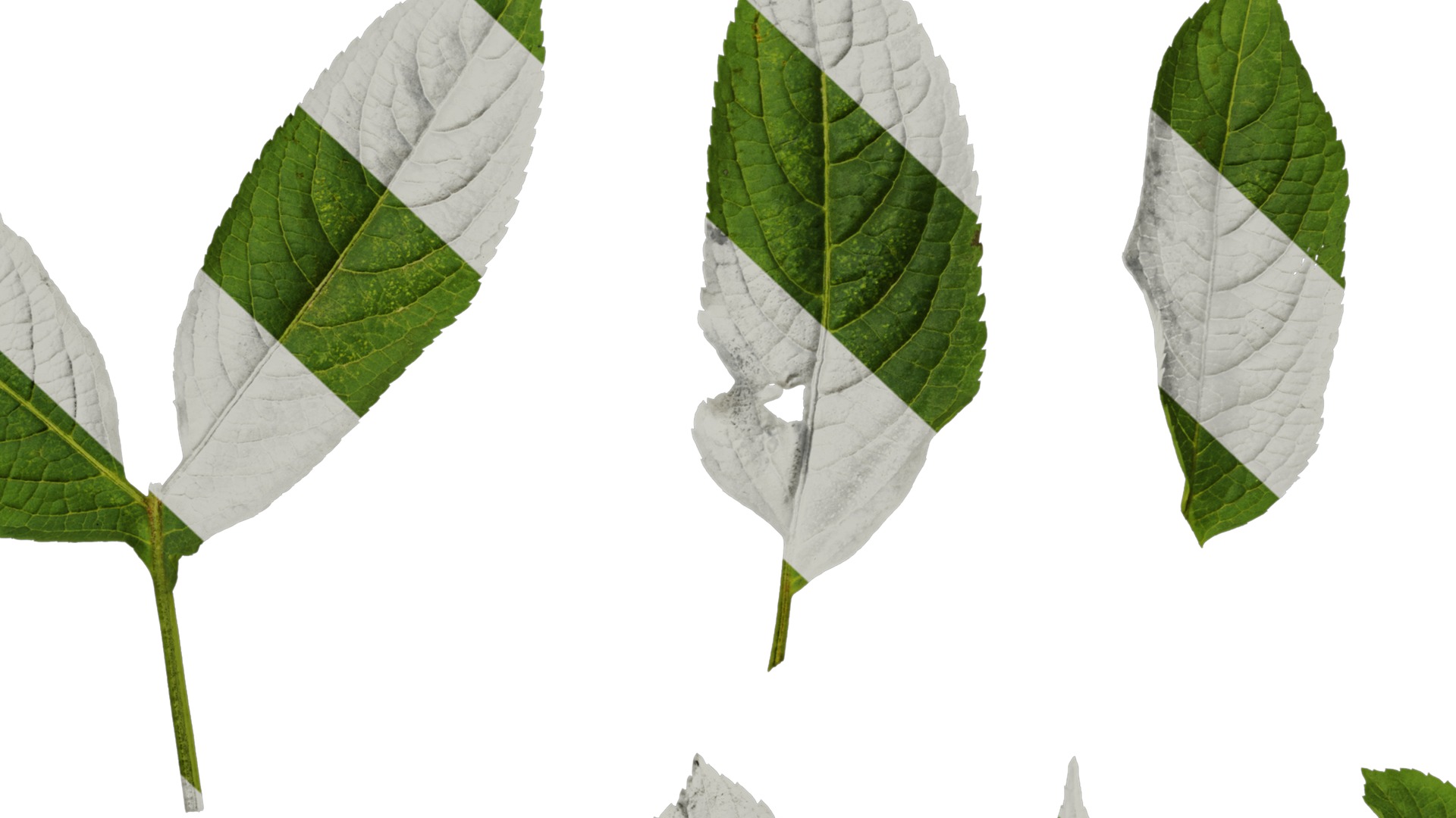 Anydrafts Sambucus williamsii Leaf 03 Texture_7