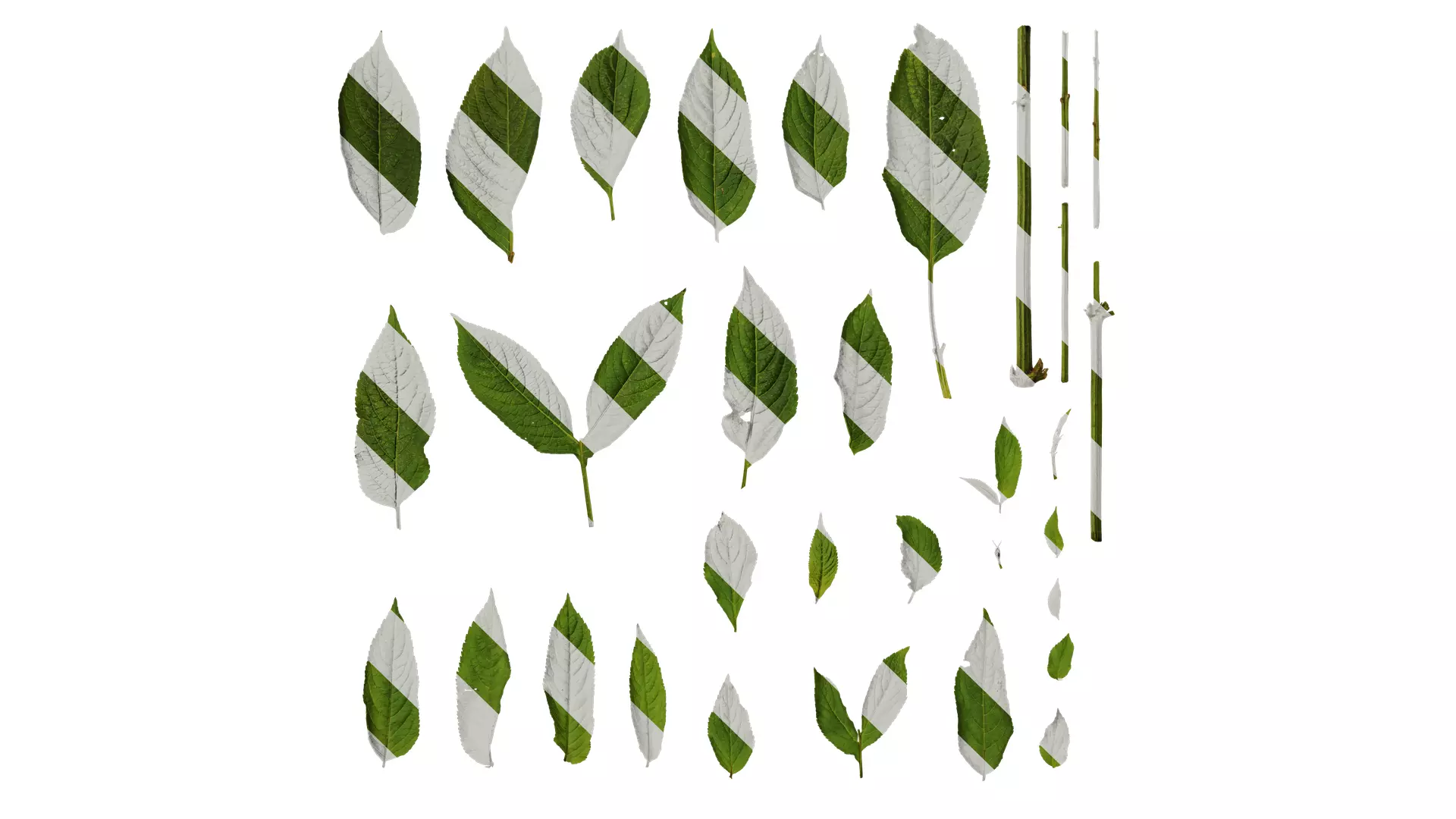 Anydrafts Sambucus williamsii Leaf 03 Texture_0