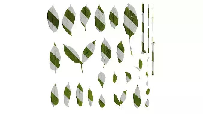 Anydrafts Sambucus williamsii Leaf 03