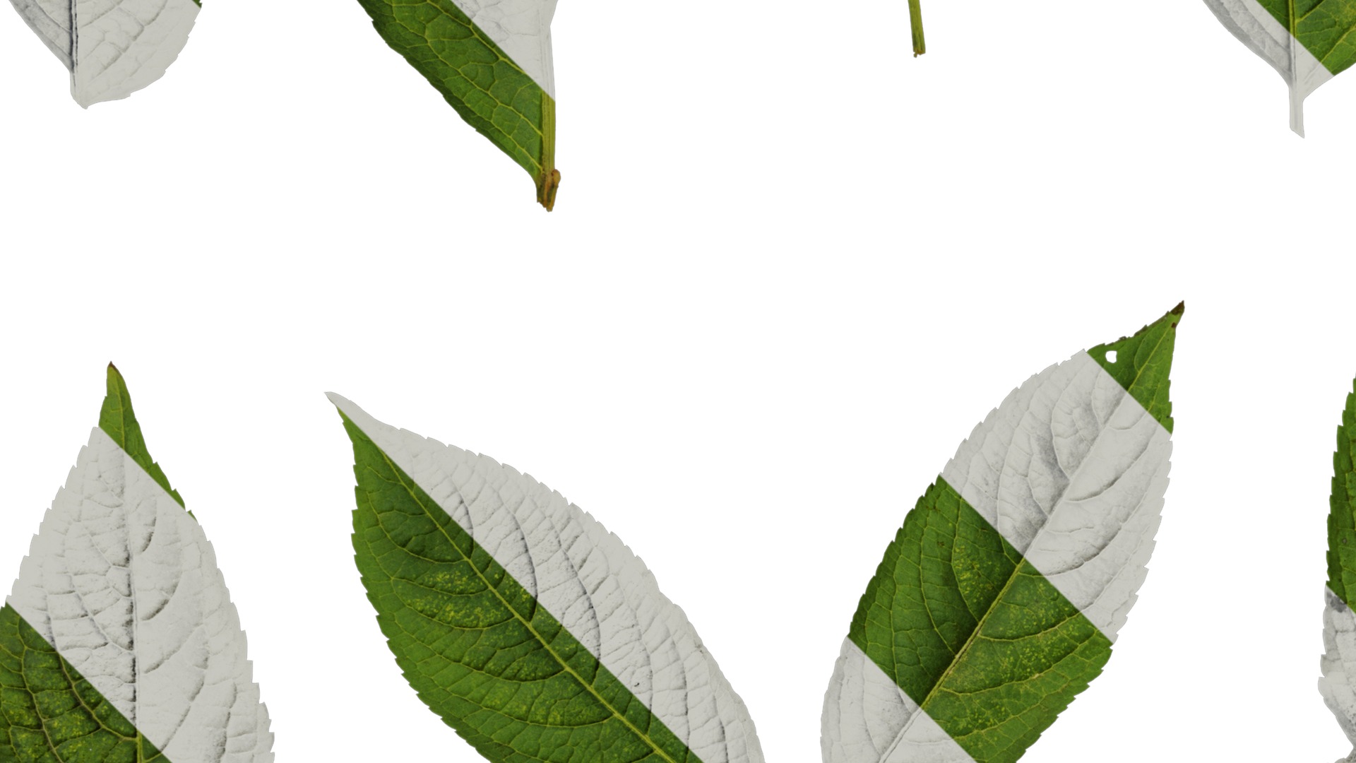 Anydrafts Sambucus williamsii Leaf 03 Texture_3