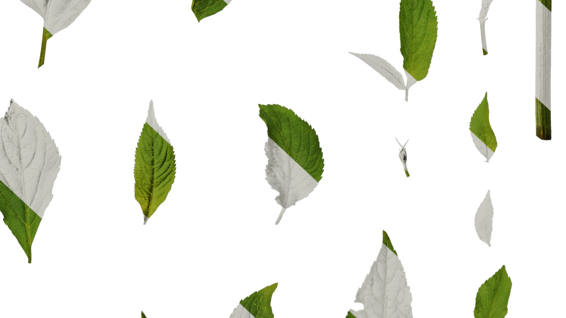 Anydrafts Sambucus williamsii Leaf 03 Texture_6