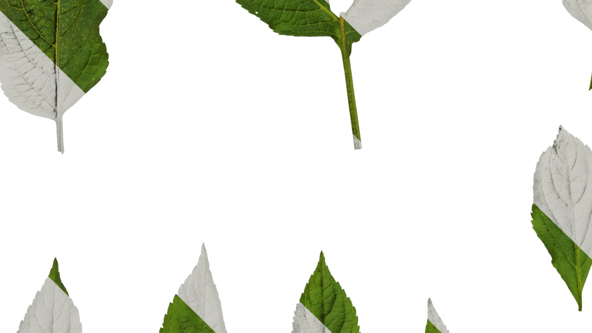 Anydrafts Sambucus williamsii Leaf 03 Texture_5