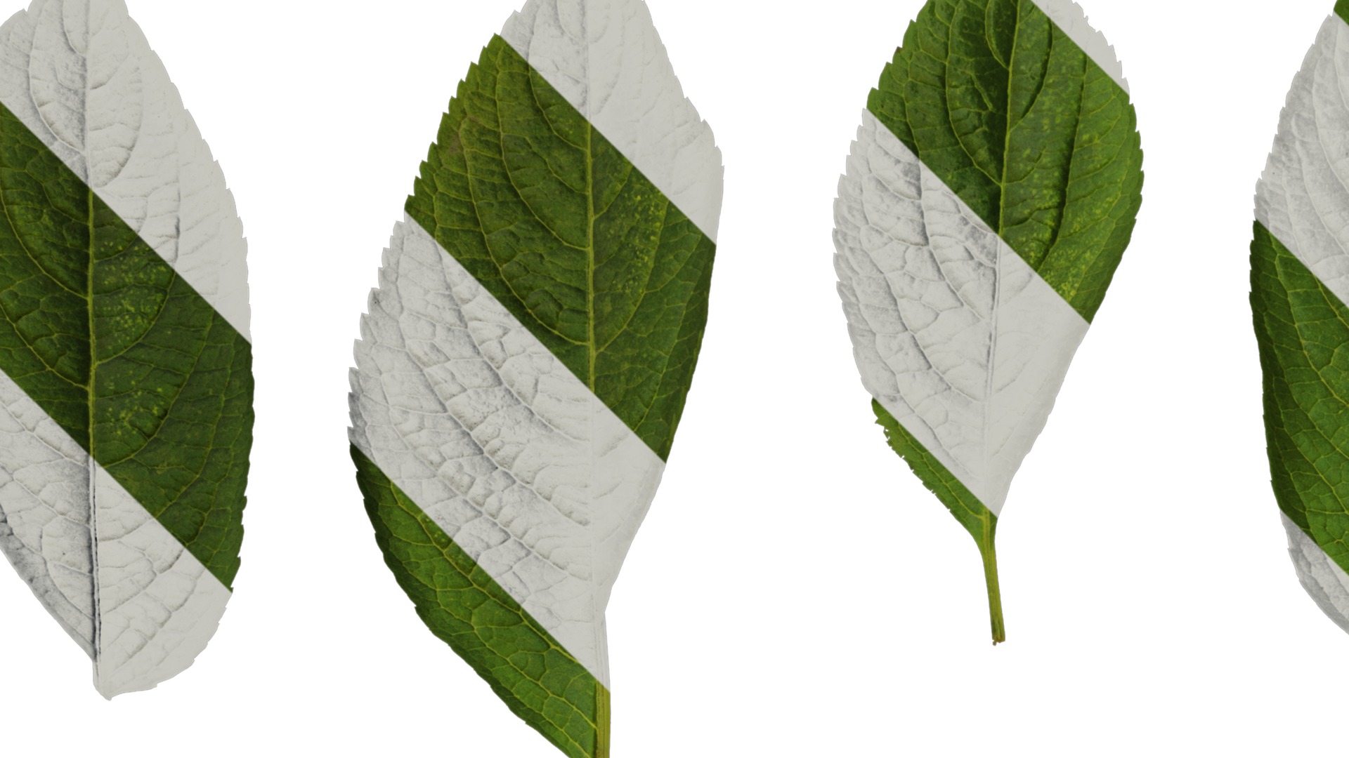 Anydrafts Sambucus williamsii Leaf 03 Texture_1