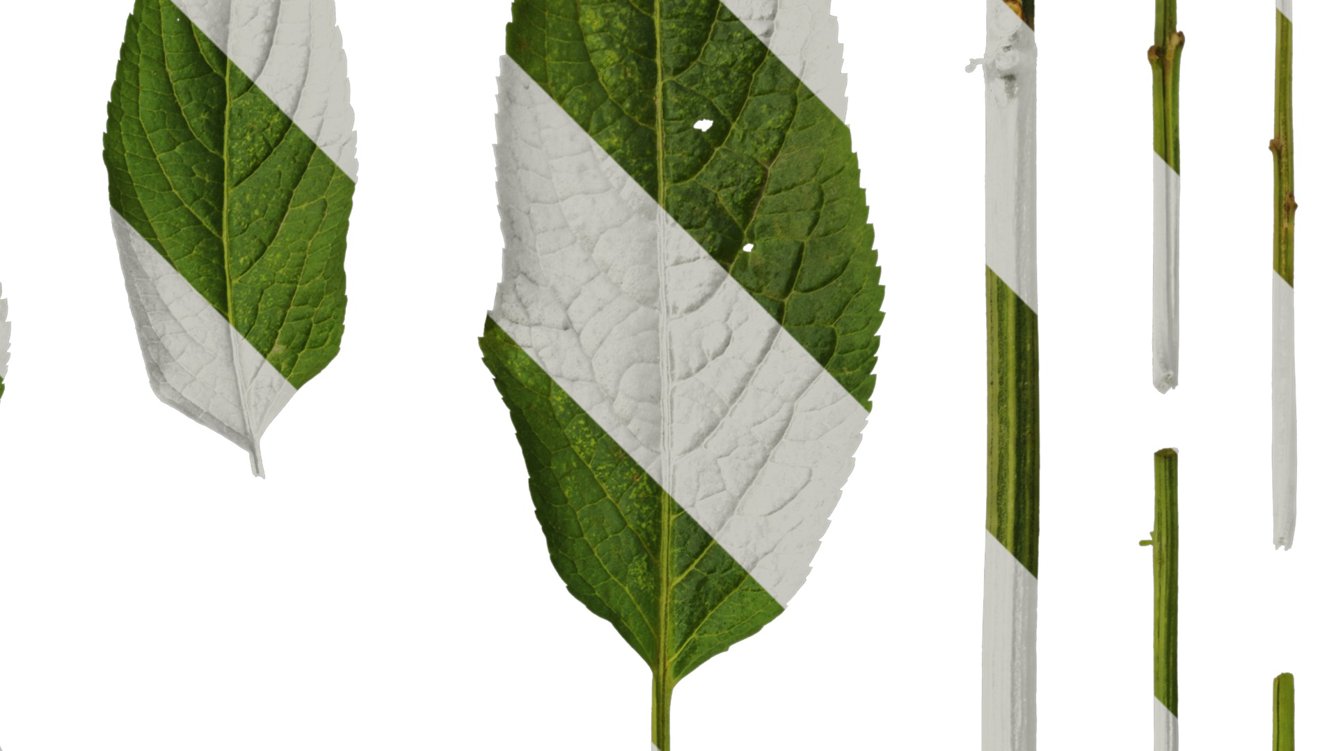 Anydrafts Sambucus williamsii Leaf 03 Texture_2