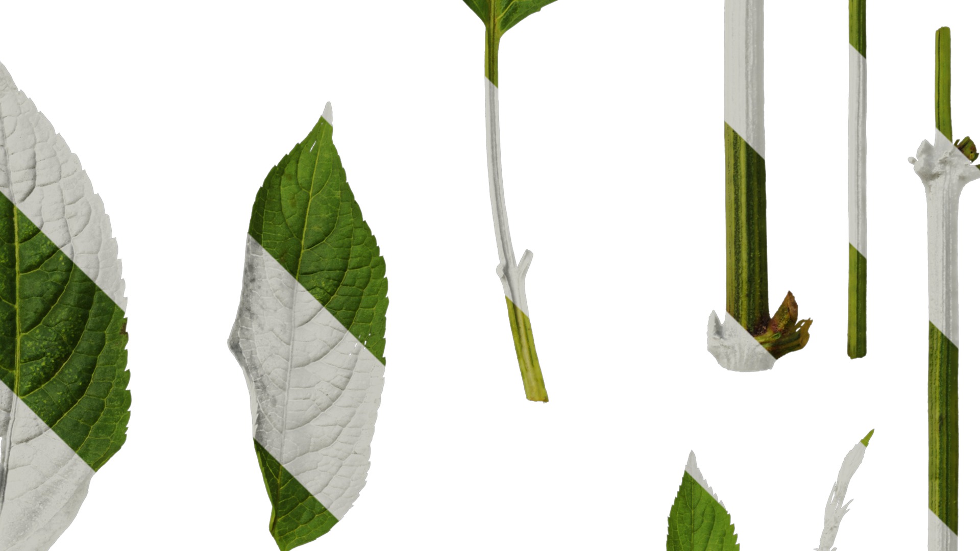 Anydrafts Sambucus williamsii Leaf 03 Texture_4