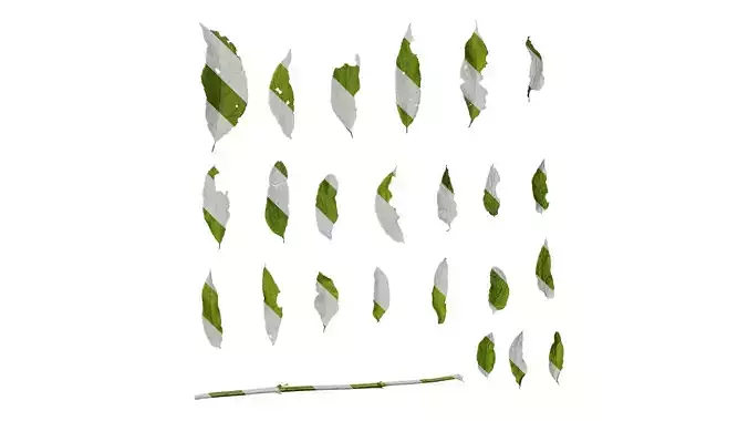 Anydrafts Sambucus williamsii Leaf 05