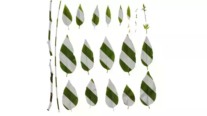 Anydrafts Sapindus mukorossi Atlas 02