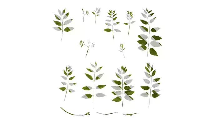 Anydrafts Sapindus mukorossi Atlas 03