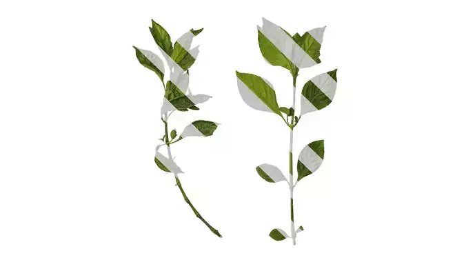 Anydrafts Strobilanthes cusia Atlas 01