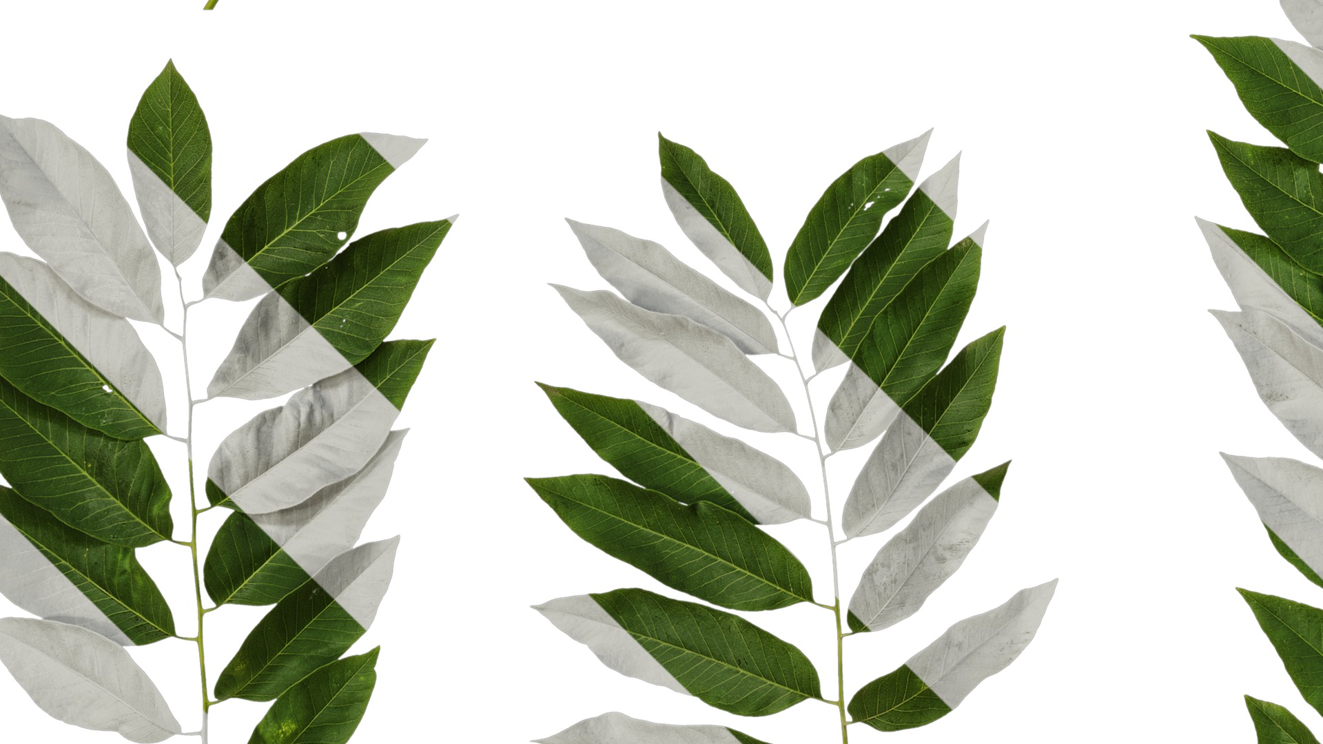 Anydrafts Sapindus mukorossi Atlas 04 Texture_5